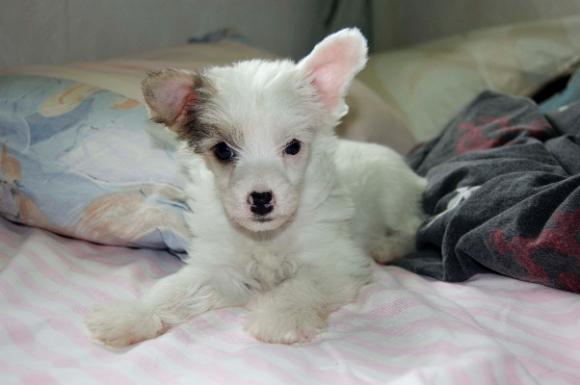 Chinese Crested Dog puff