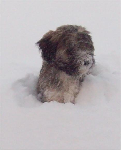 Tibetansk terrier