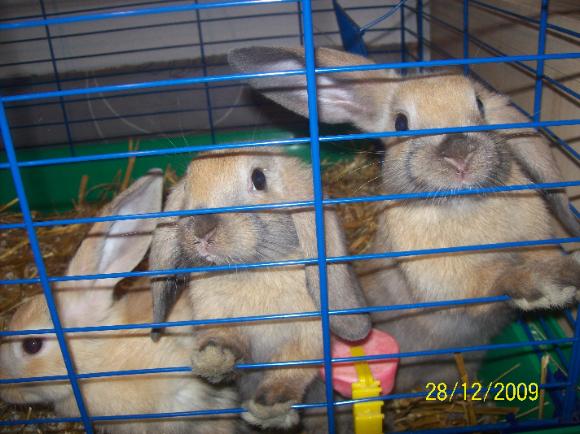 kaniner